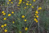 Anthemis monantha