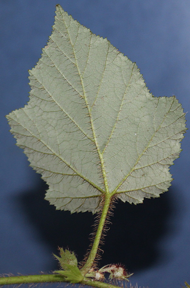 Изображение особи Rubus tricolor.