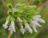 Salvia verticillata. Часть соцветия (белоцветковая форма). Татарстан, Бавлинский р-н. 14.07.2012.