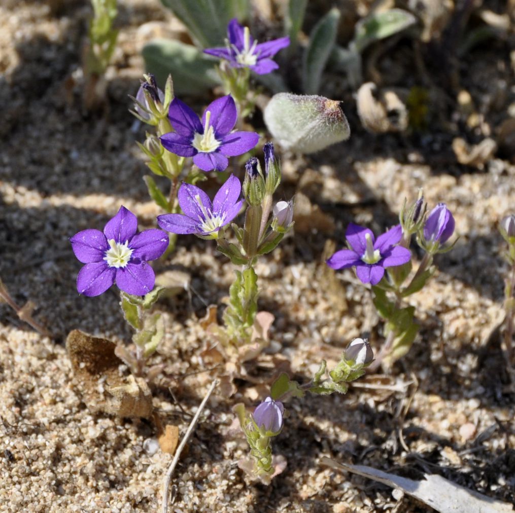 Image of Legousia speculum-veneris specimen.