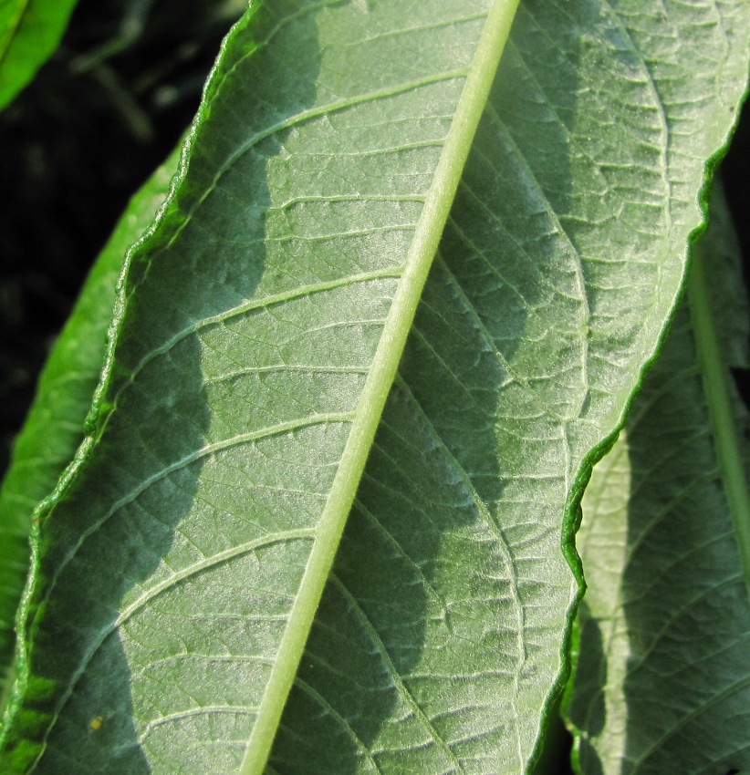 Изображение особи Salix × stipularis.
