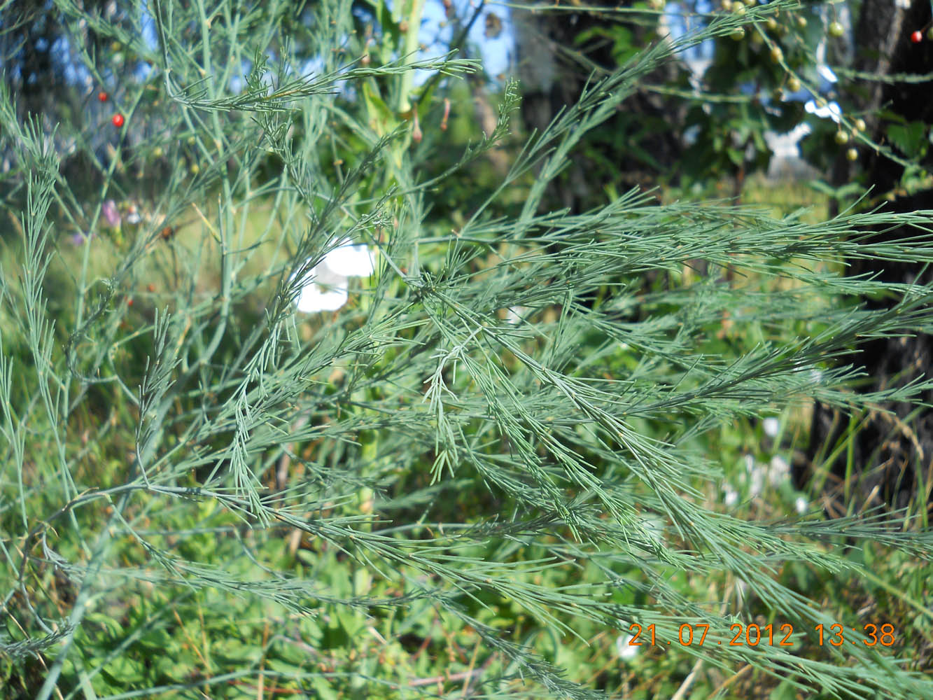 Изображение особи Asparagus officinalis.