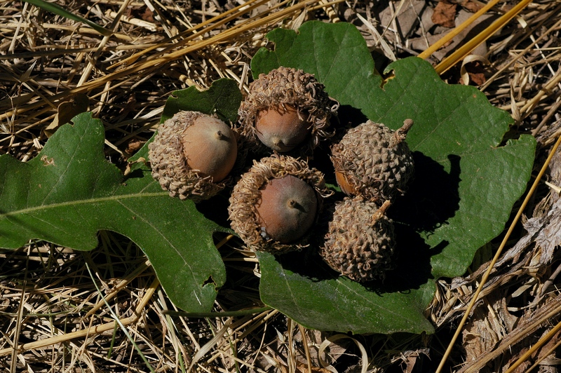 Image of Quercus macrocarpa specimen.