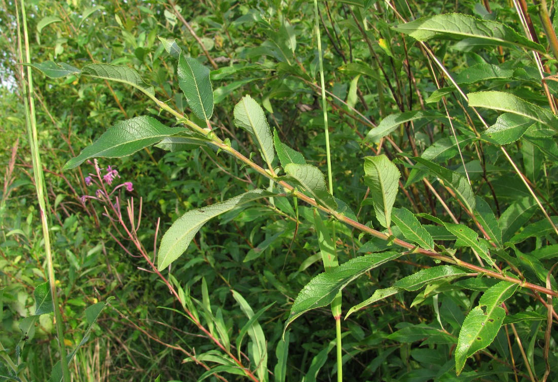 Image of Salix × tetrapla specimen.