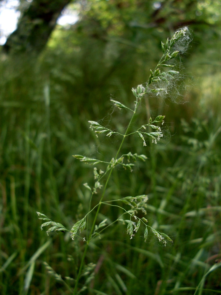 Изображение особи Poa angustifolia.