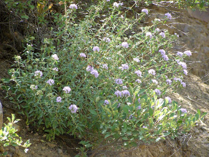 Image of Ziziphora pedicellata specimen.