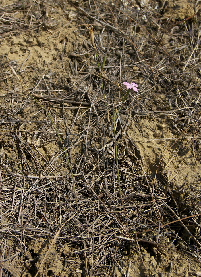 Изображение особи Dianthus bicolor.