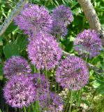 Allium rosenorum