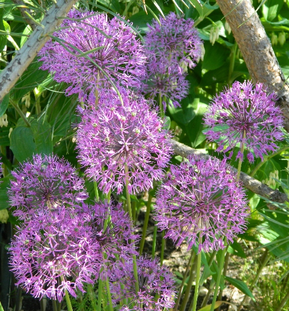 Image of Allium rosenorum specimen.