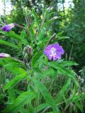 Epilobium hirsutum. Верхушка цветущего растения. Коми, окраина г. Сыктывкар, заболоченный заросший кювет. 04.08.2012.