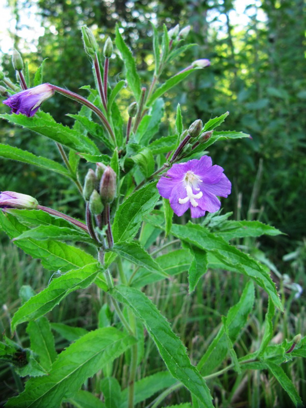 Image of Epilobium hirsutum specimen.