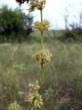 Silene chersonensis