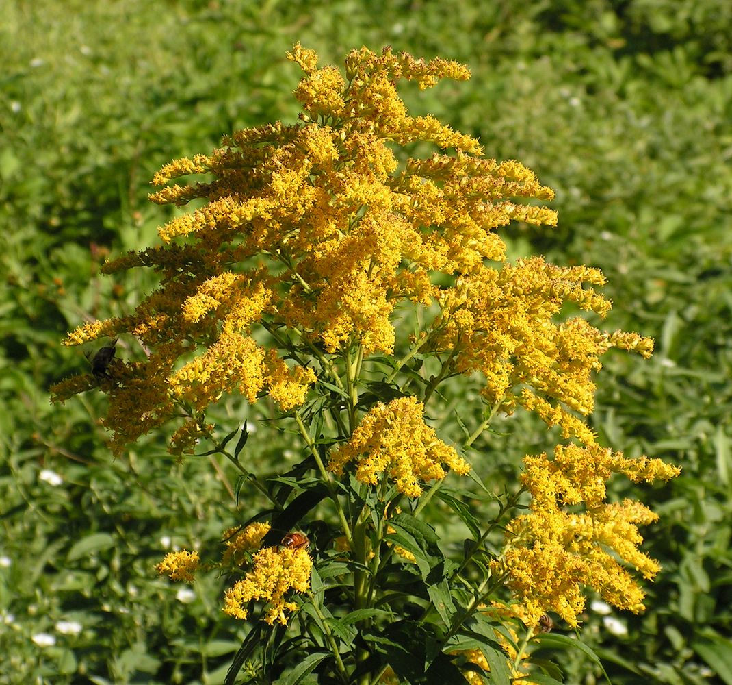 Image of genus Solidago specimen.