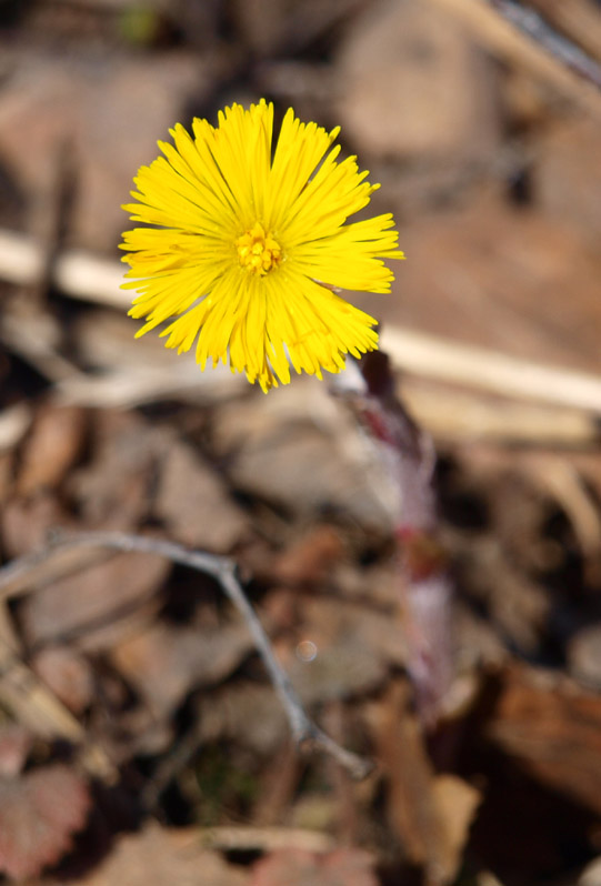 Image of Tussilago farfara specimen.