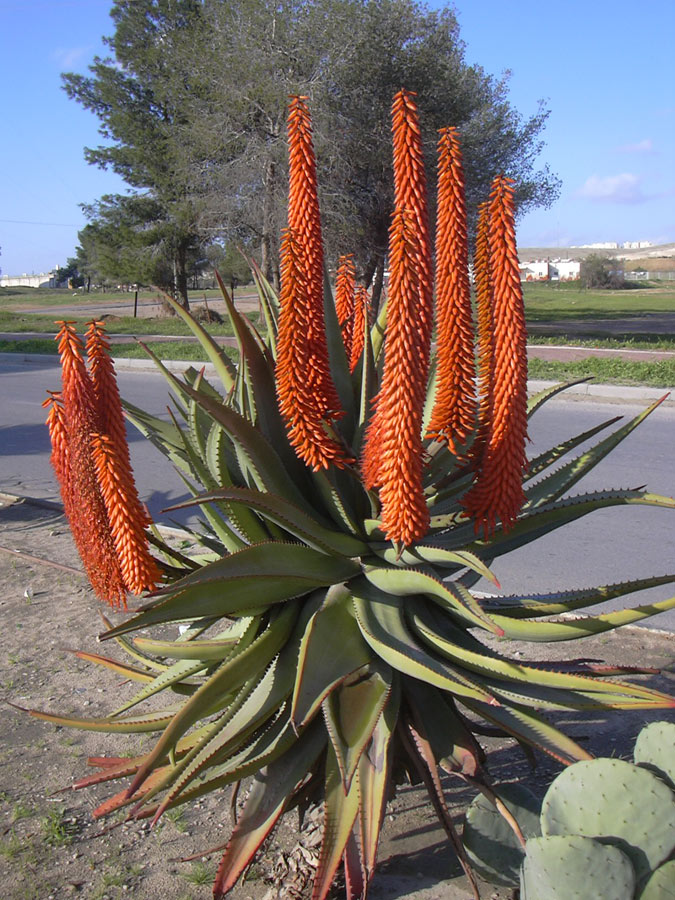 Изображение особи род Aloe.