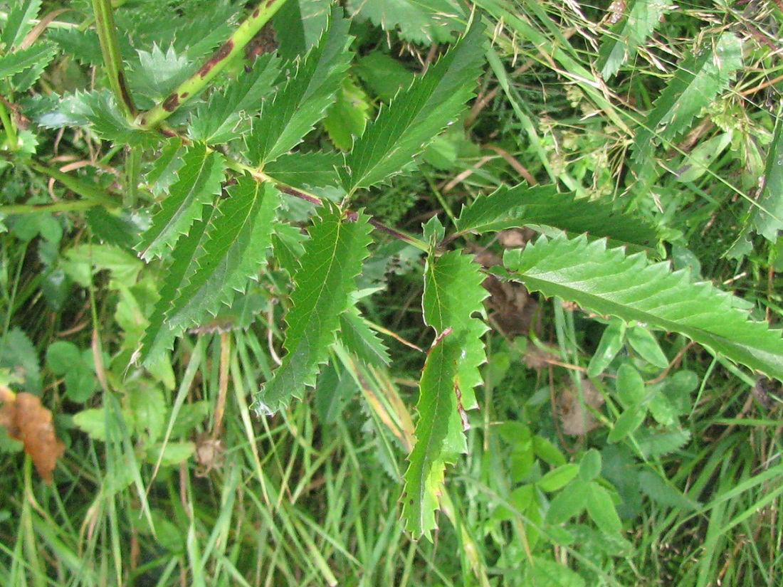Изображение особи Sanguisorba officinalis.