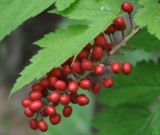 Actaea erythrocarpa