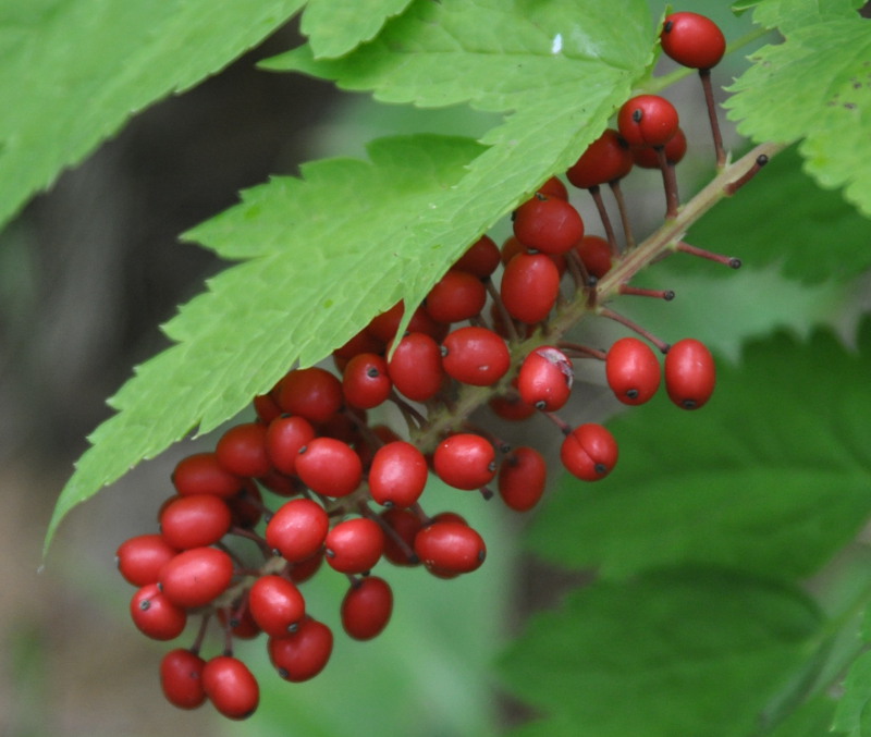 Image of Actaea erythrocarpa specimen.