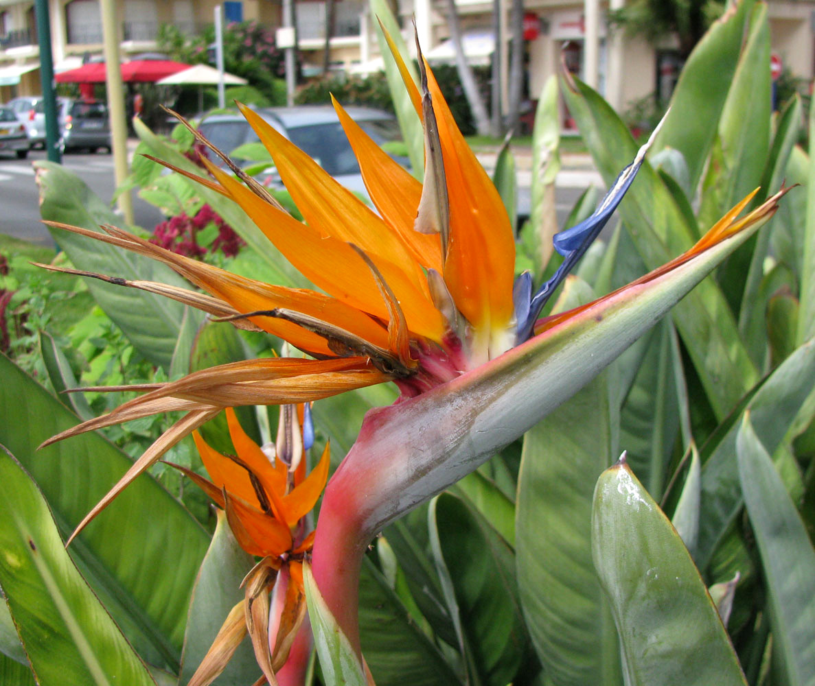 Изображение особи Strelitzia reginae.