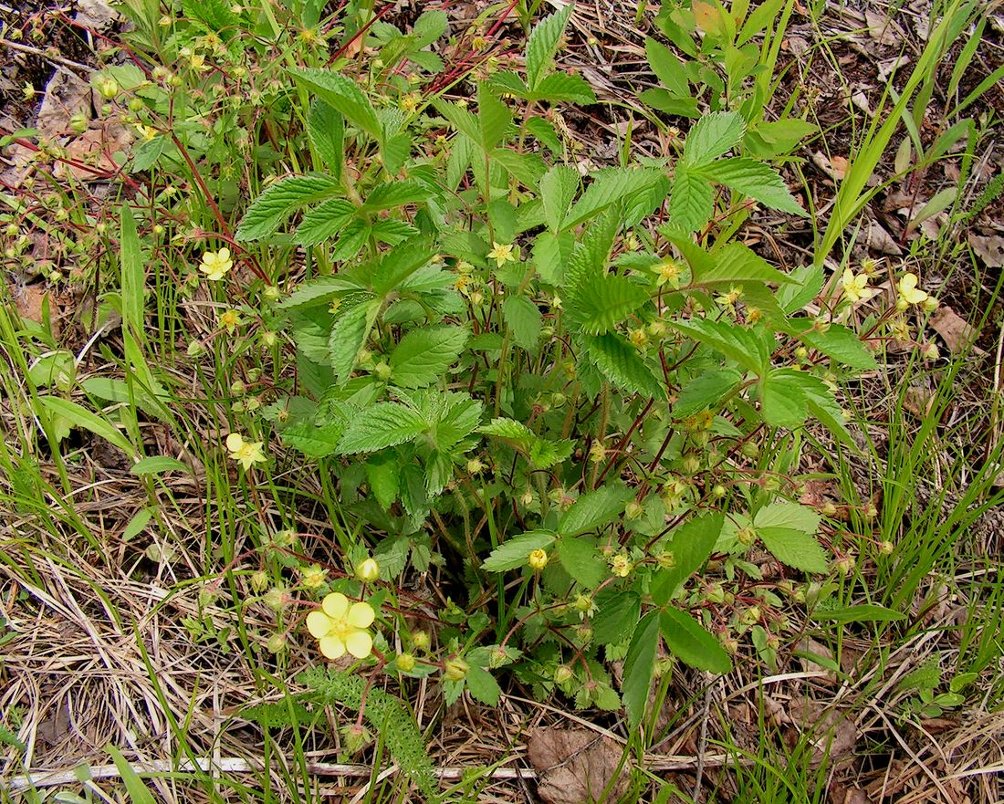 Image of Potentilla fragarioides specimen.