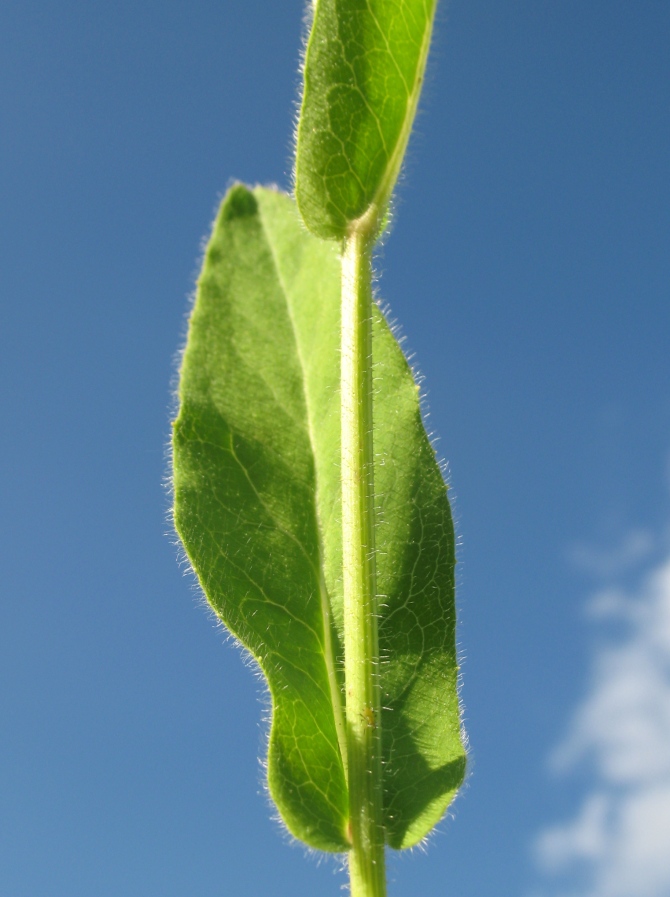 Изображение особи Hieracium duderhofense.