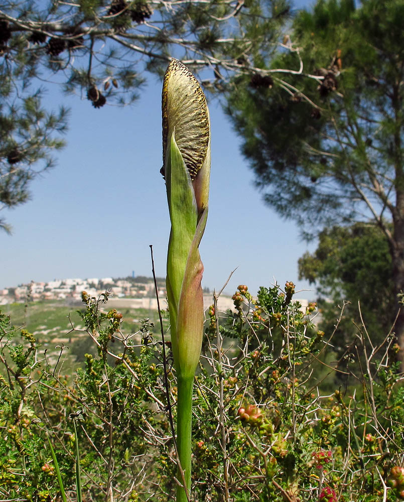 Image of Iris bismarckiana specimen.