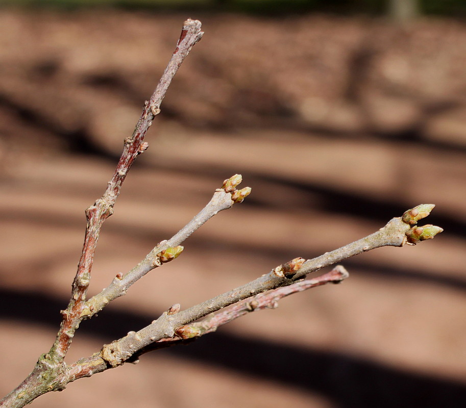 Image of Chimonanthus praecox specimen.