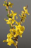 Forsythia &times; intermedia