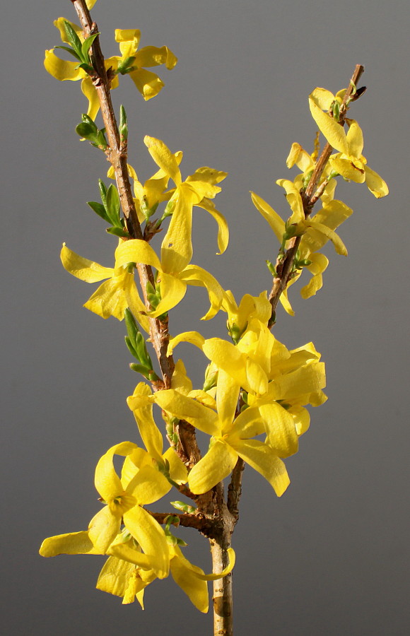Image of Forsythia × intermedia specimen.