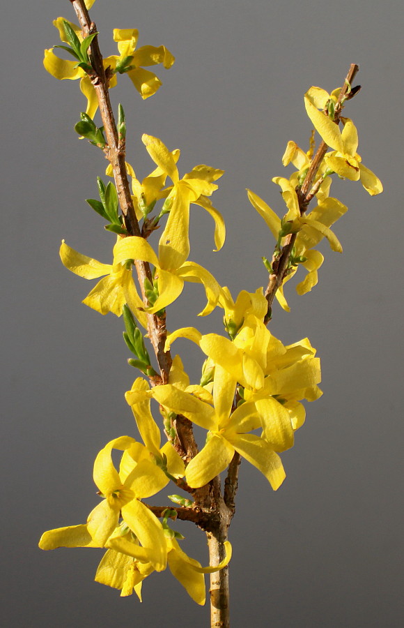 Image of Forsythia &times; intermedia specimen.