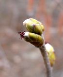 Corylus avellana. Почка и женское соцветие. Ставропольский край, г. Кисловодск, Курортный парк верхний. 08.04.2013.