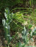 Conringia orientalis
