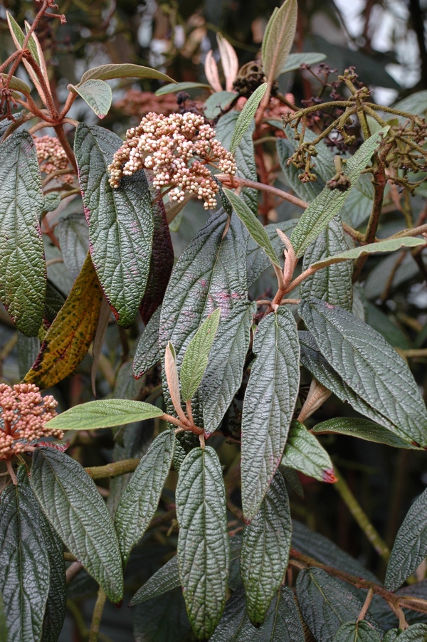 Image of Viburnum rhytidophyllum specimen.