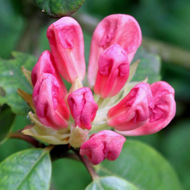 Изображение особи Rhododendron wardii.