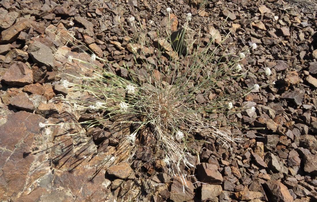 Image of Dianthus soongoricus specimen.