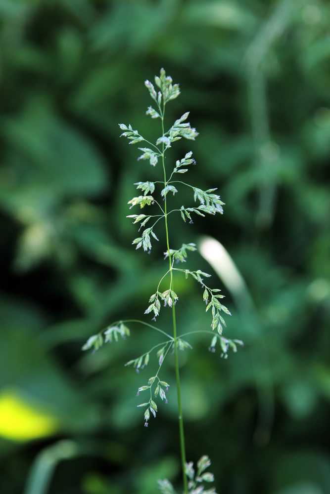 Изображение особи Poa pratensis.