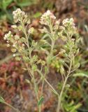 Lepidium cartilagineum