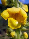 Verbascum phlomoides