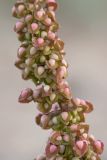 Rumex crispus