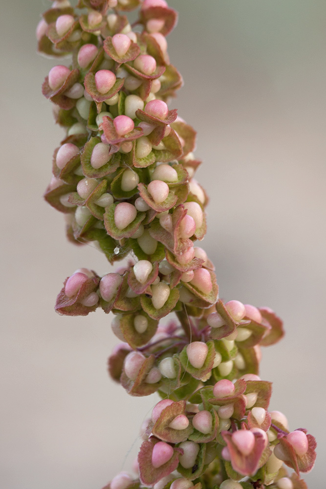 Image of Rumex crispus specimen.