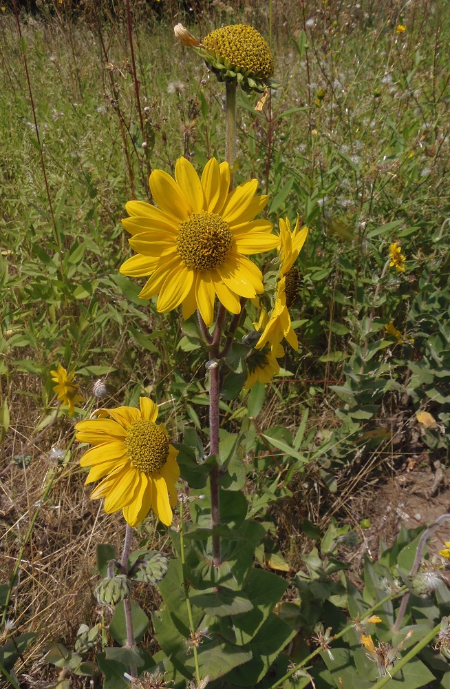 Изображение особи Helianthus mollis.