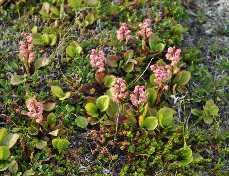 Изображение особи Pyrola incarnata.