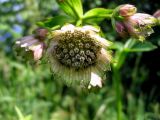 Astrantia major