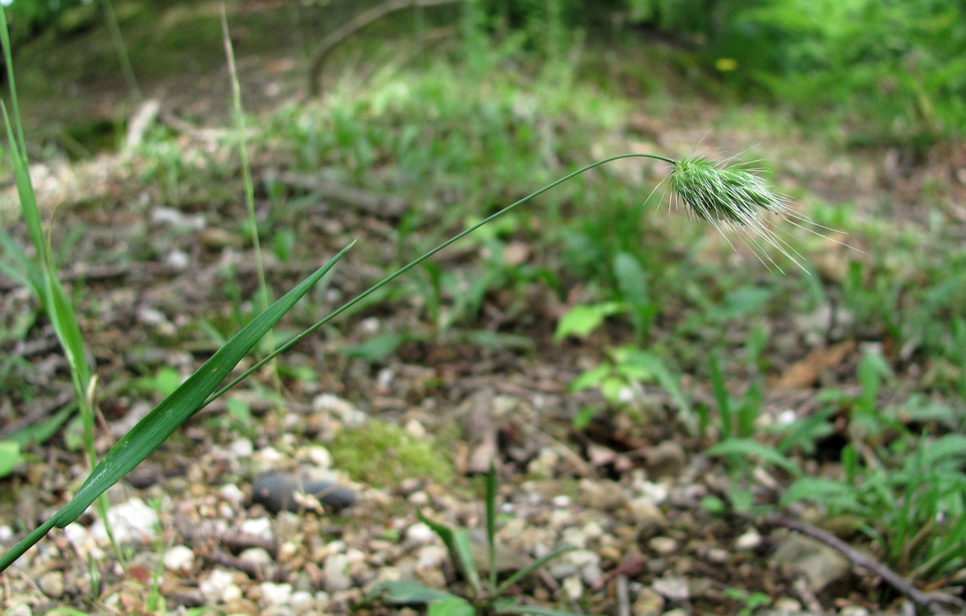 Image of Cynosurus echinatus specimen.