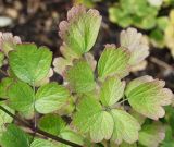 Thalictrum flavum