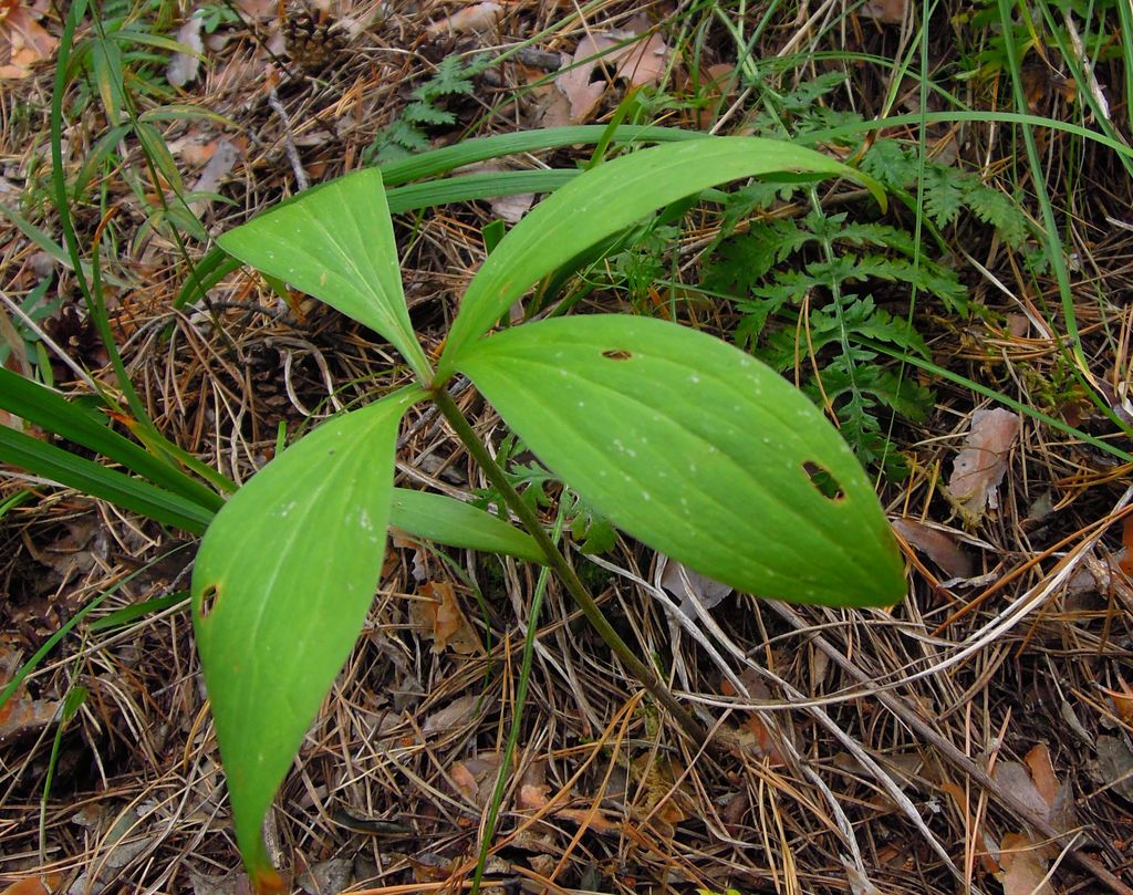 Image of Lilium pilosiusculum specimen.