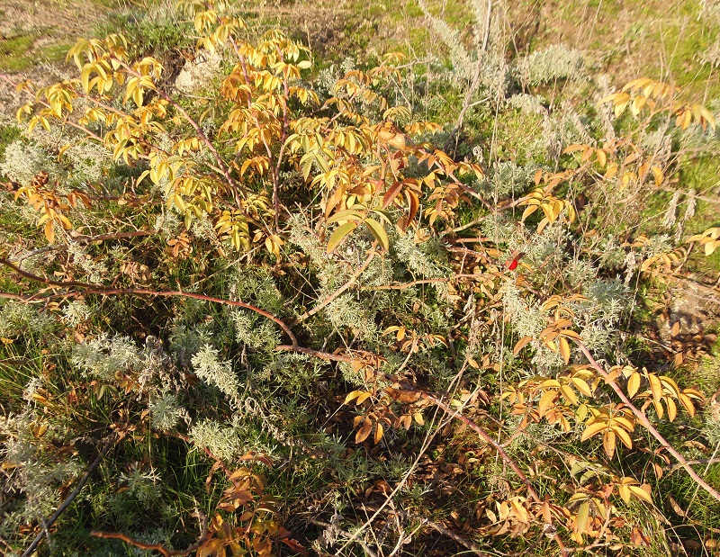 Image of genus Rosa specimen.