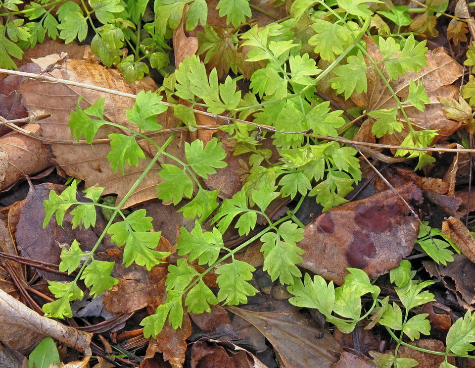 Изображение особи семейство Apiaceae.