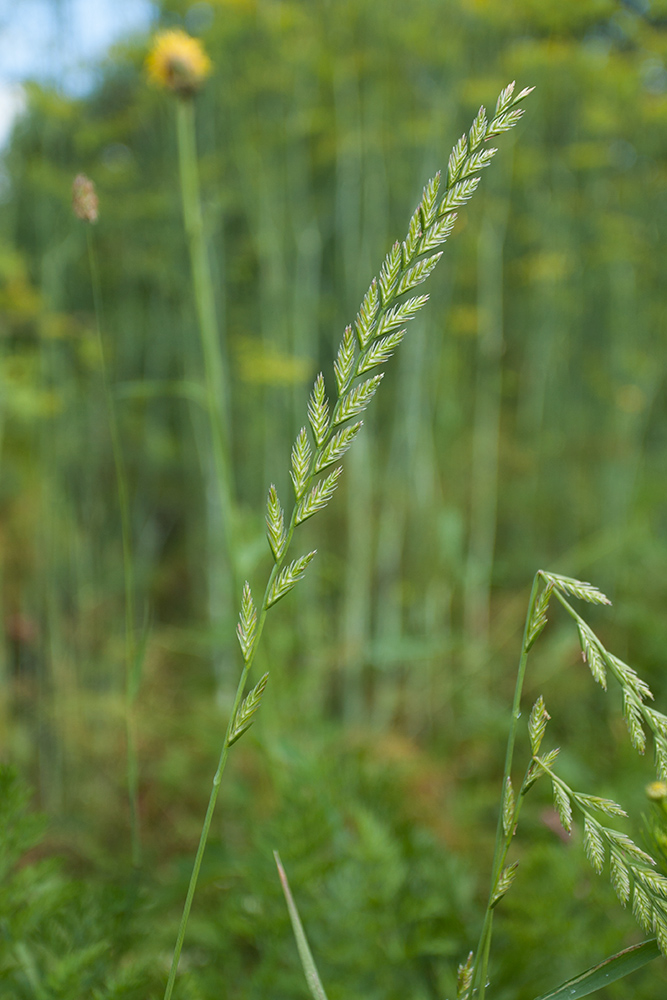 Image of Lolium perenne specimen.