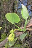 Aristolochia manshuriensis